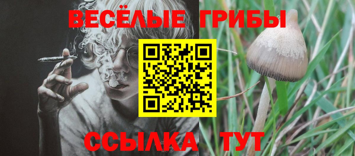 Галлюциногенные грибы Magic Shrooms  Галлюциногенные грибы Psilocybe  Великий Новгород  купить наркотики цена  Вход с VPN 